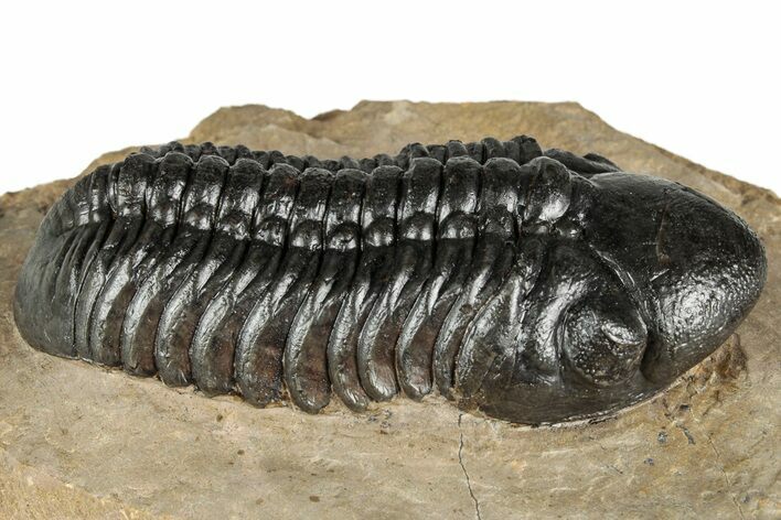 Detailed Reedops Trilobite - Lghaft, Morocco #359487